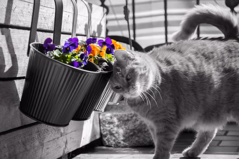 Katze schnuppert an einem Blumentopf, schwarzweiß mit farbigen Blüten