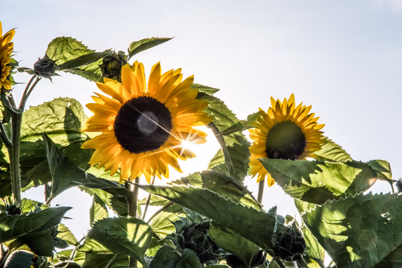 Sonnenblumen im Gegenlicht